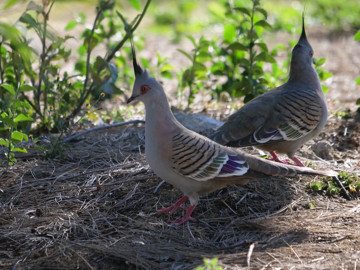 Crested Pigeon - ML598091901