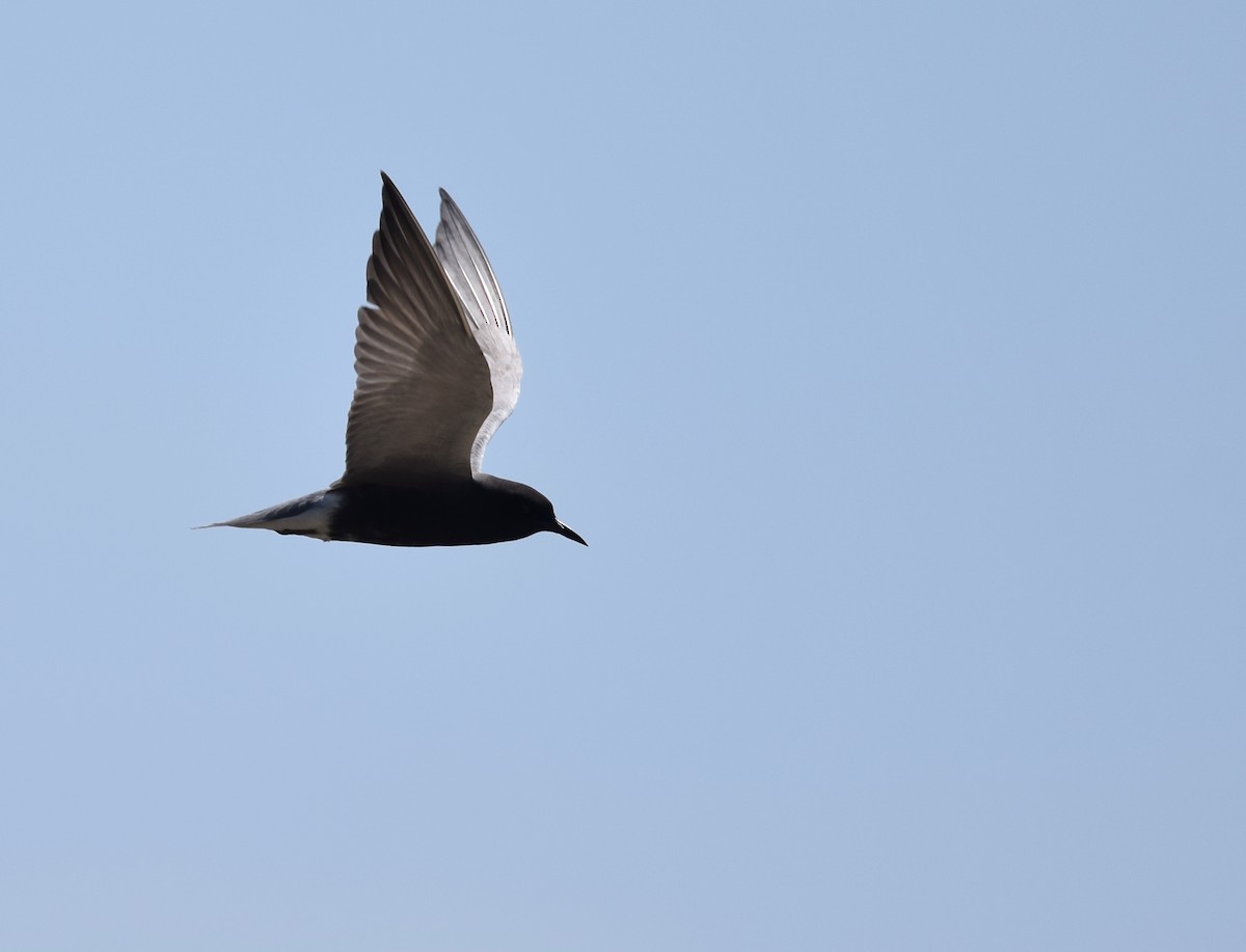 Black Tern - ML59809641