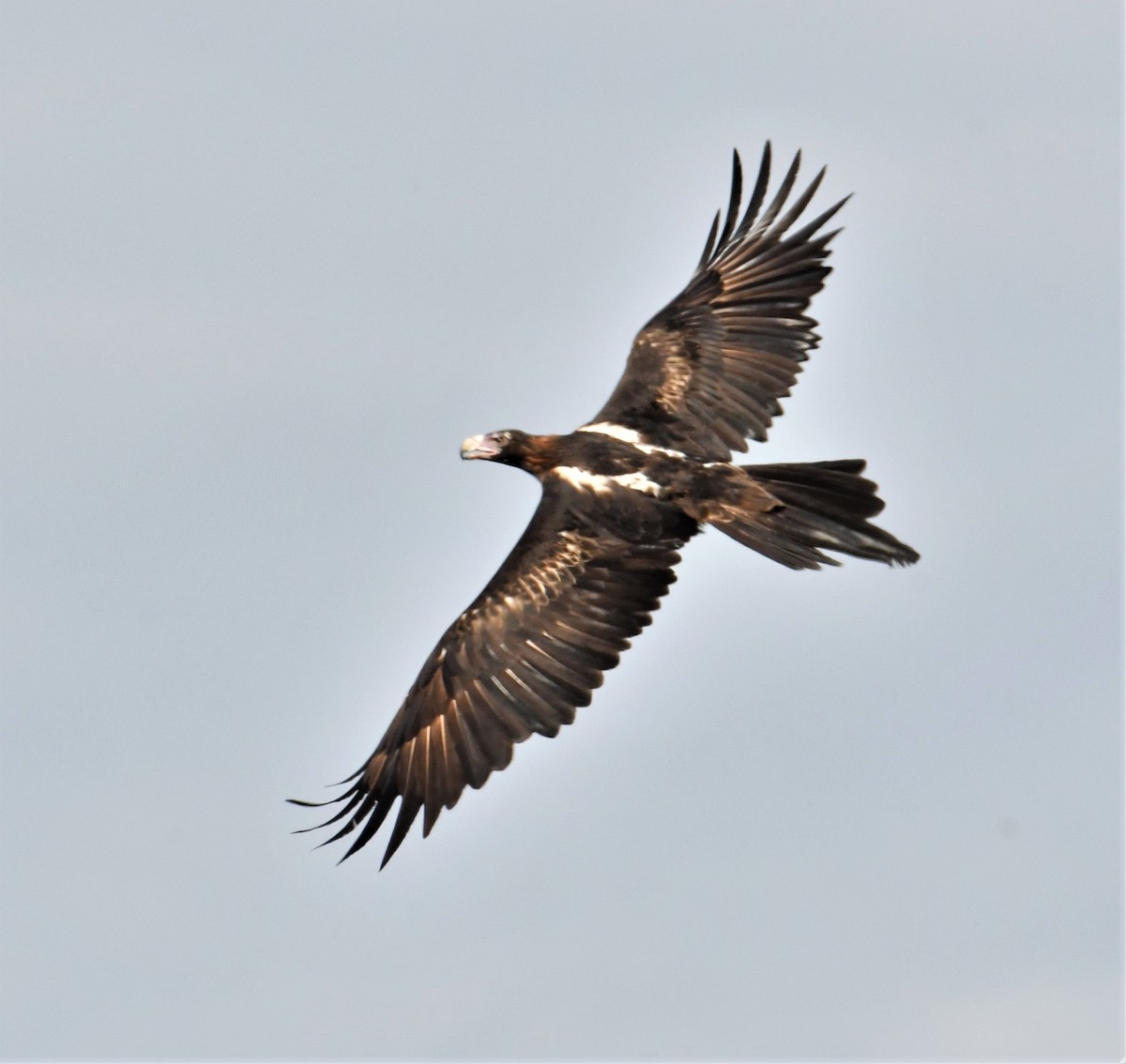 Wedge-tailed Eagle - ML598096711
