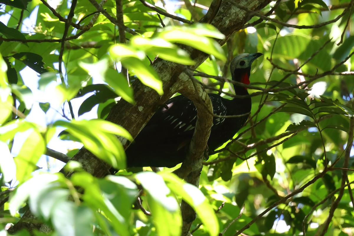 Red-throated Piping-Guan - ML598096821