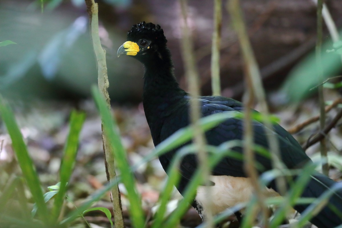 Bare-faced Curassow - ML598096891