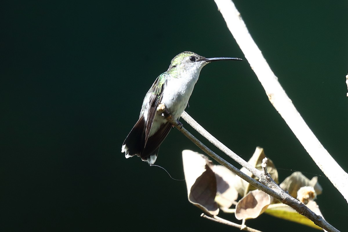 kolibřík nymfový - ML598096931
