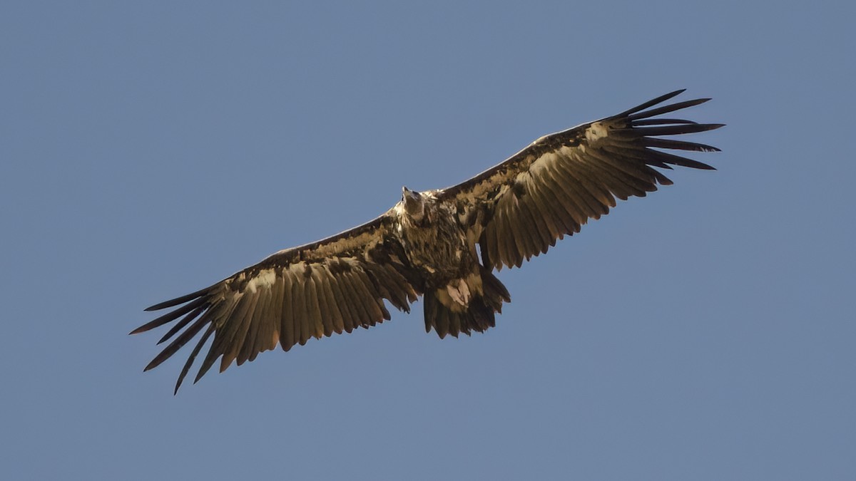 Cinereous Vulture - ML598098721