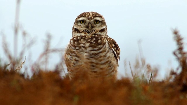 Burrowing Owl (Southern) - ML598100151