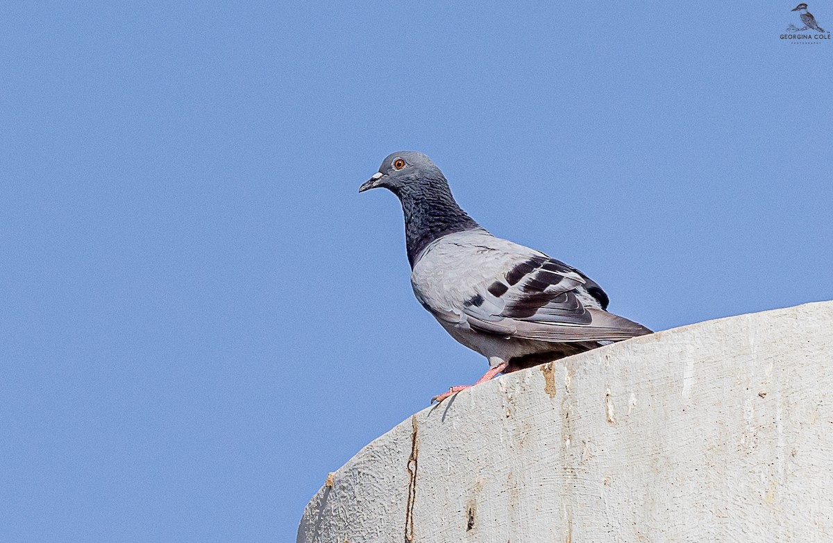 Rock Pigeon - ML598104321
