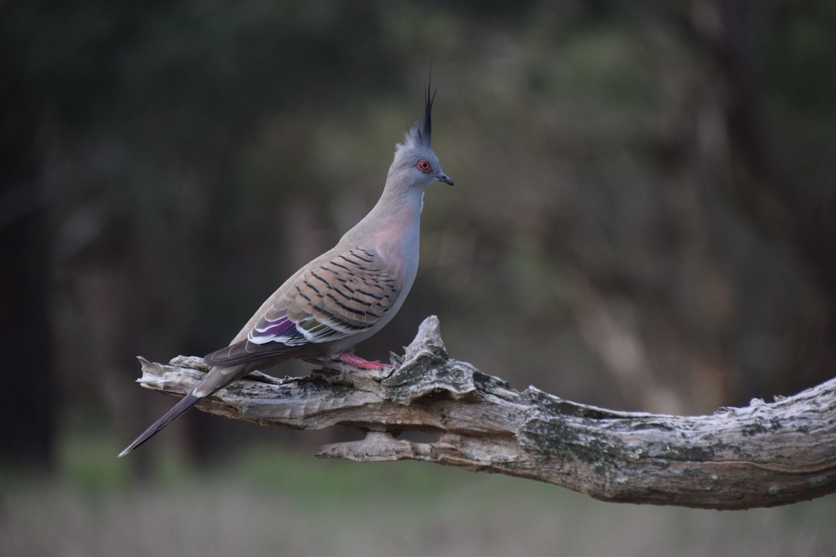 Crested Pigeon - ML598104681