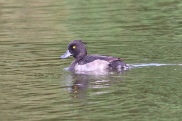 Tufted Duck - ML598104801