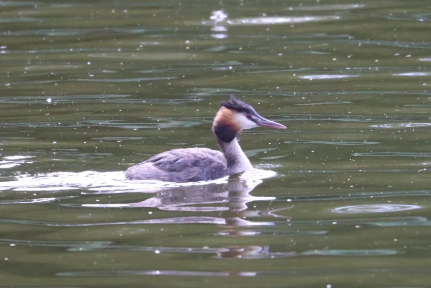 Great Crested Grebe - ML598104831