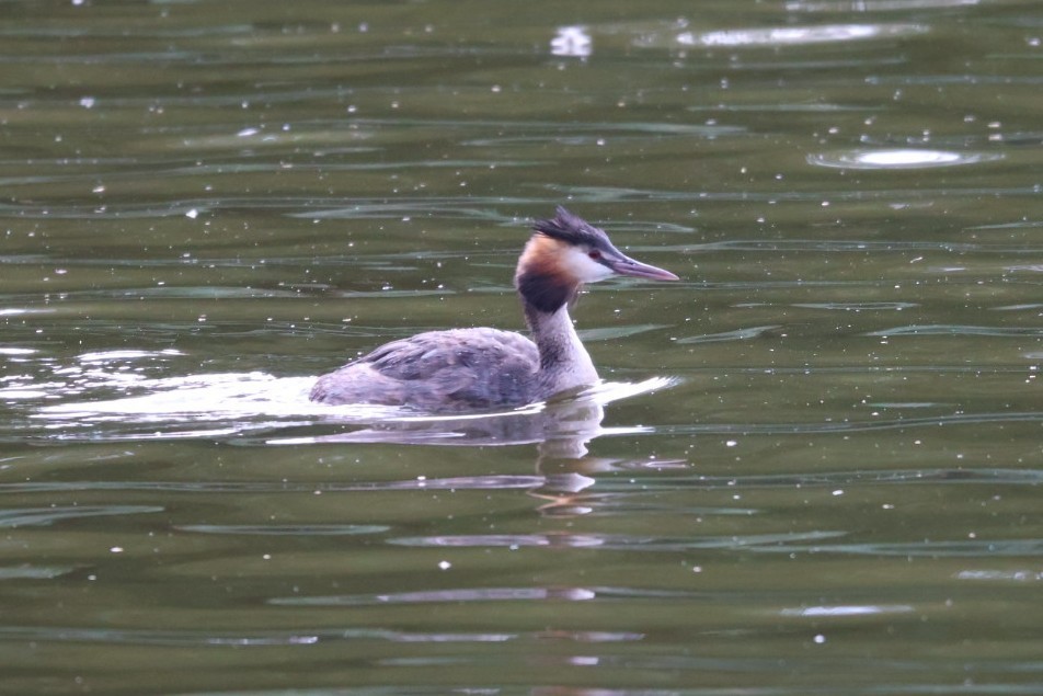 Great Crested Grebe - ML598104841