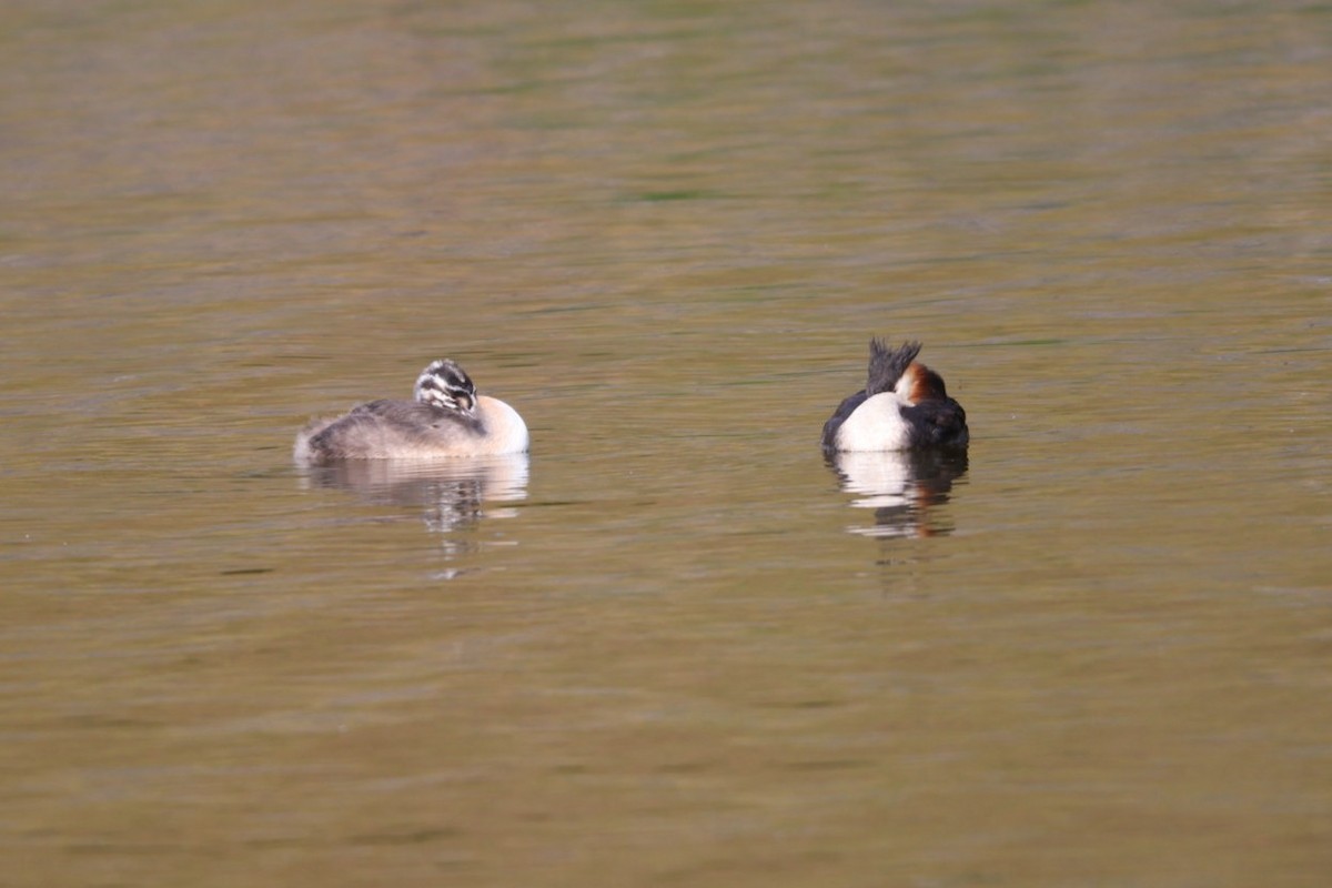 Great Crested Grebe - ML598104861