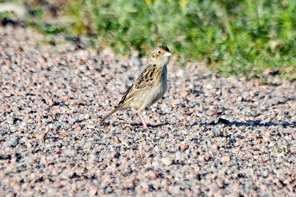 Grasshopper Sparrow - Steve Larson