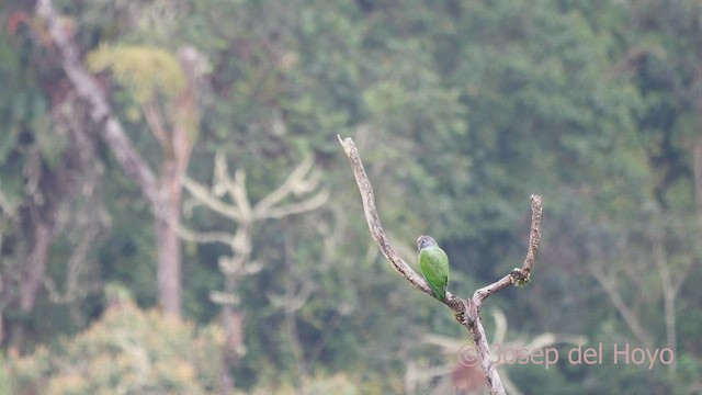 Beyaz Benekli Papağan (seniloides) - ML598112171