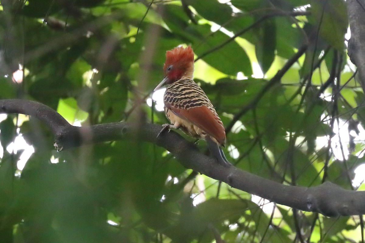 Kaempfer's Woodpecker - ML598112881