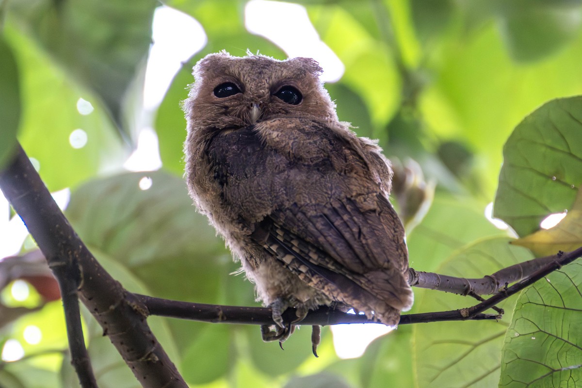 Sunda Scops-Owl - ML598114771