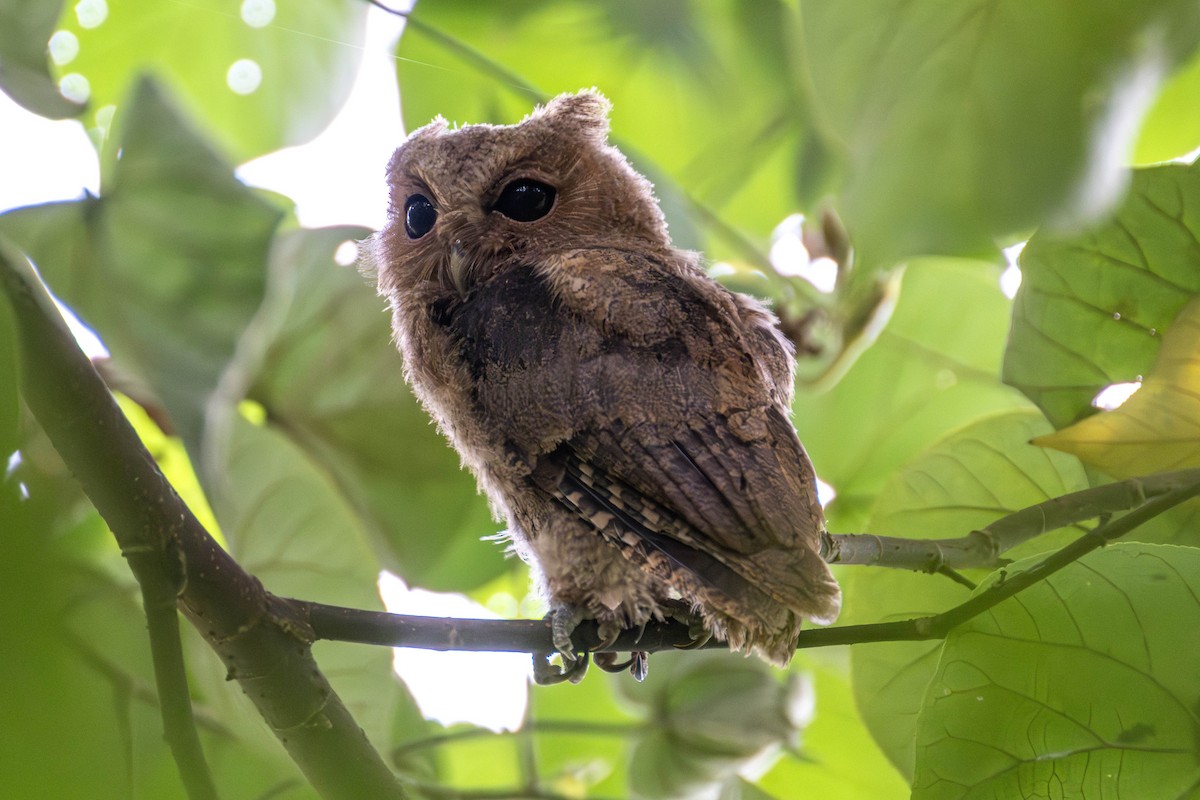 Sunda Scops-Owl - ML598114781
