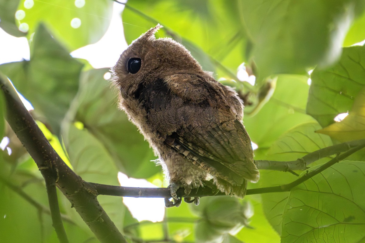 Sunda Scops-Owl - ML598114801
