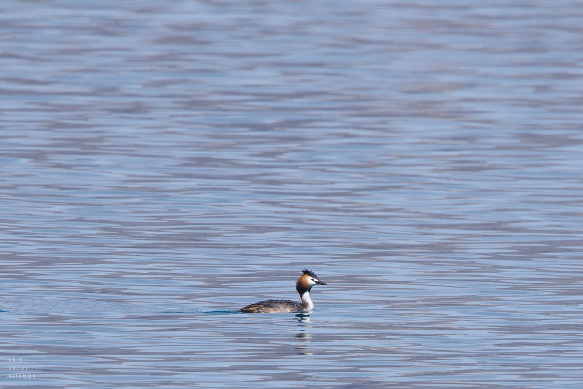 Great Crested Grebe - ML598116451