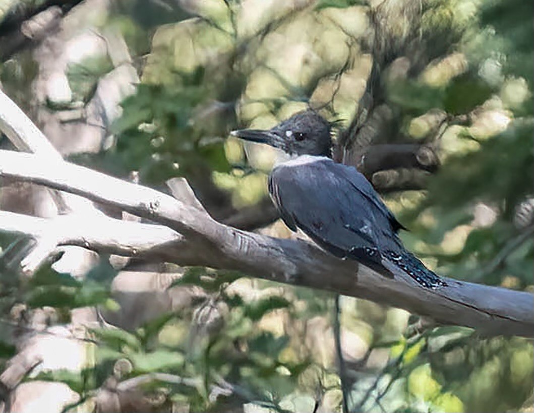 Belted Kingfisher - ML598118051