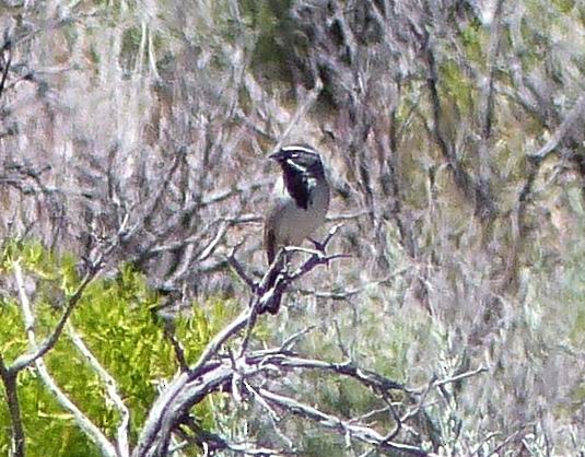 Black-throated Sparrow - ML59812081