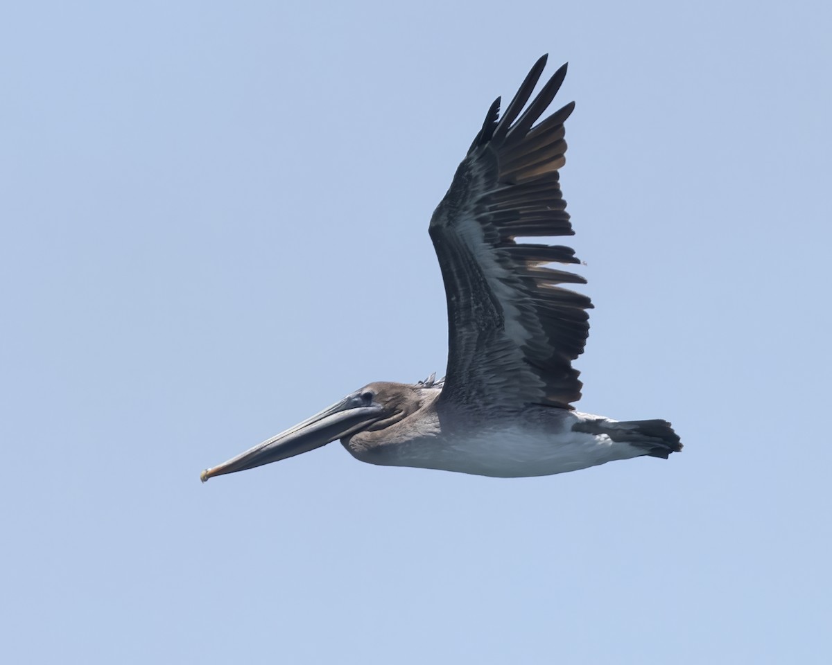 pelikán hnědý - ML598126471