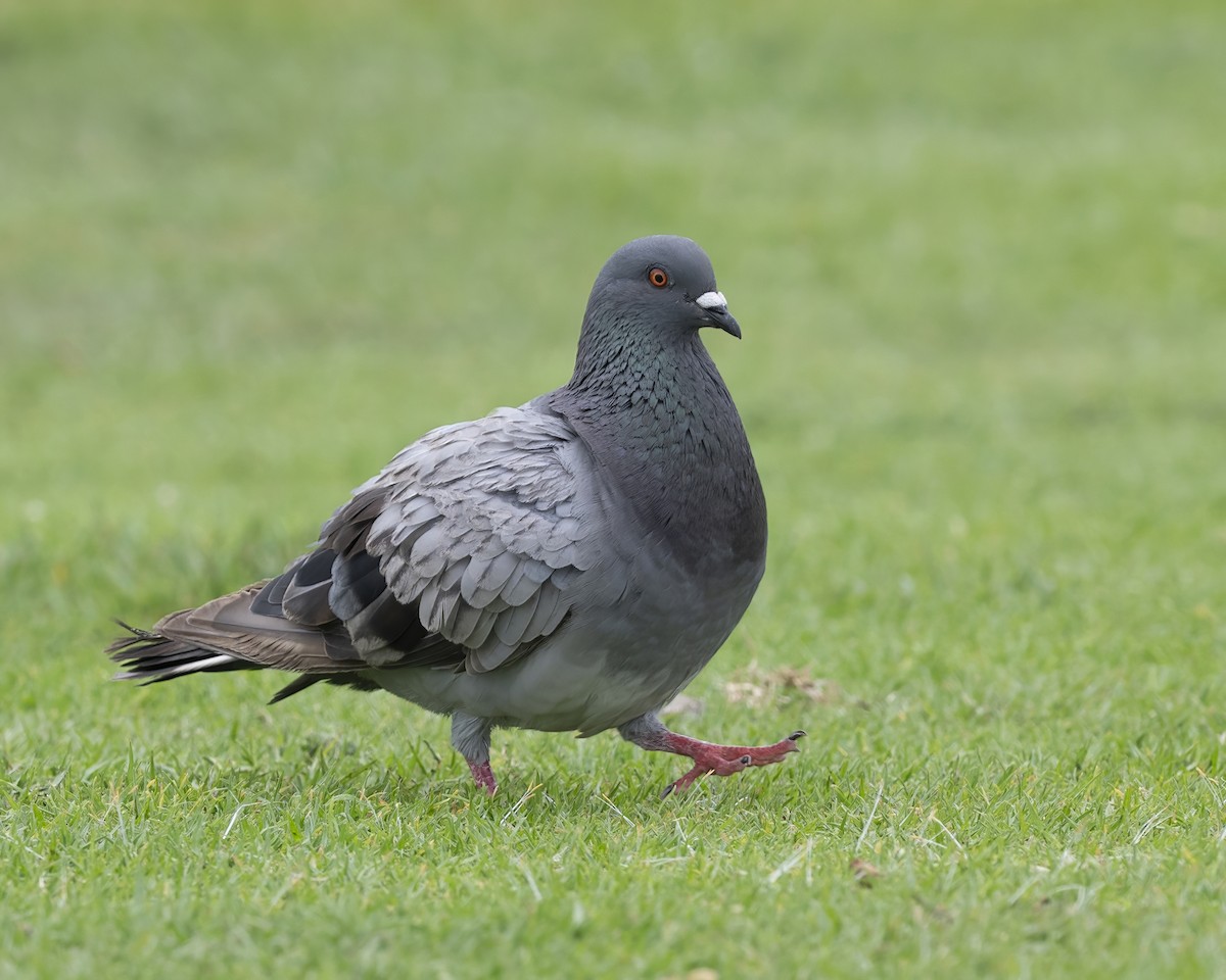 Rock Pigeon (Feral Pigeon) - ML598126651