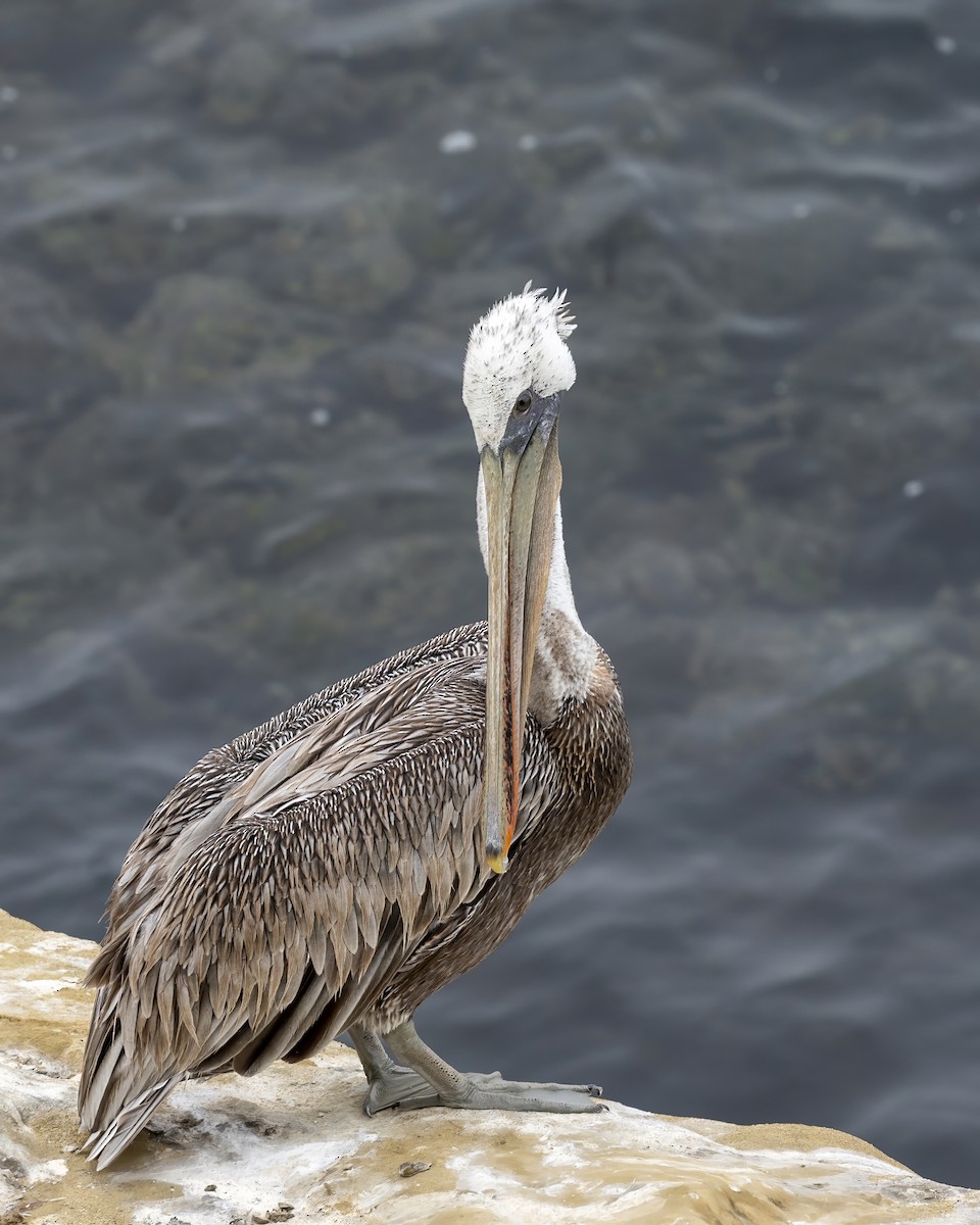 pelikán hnědý - ML598126941