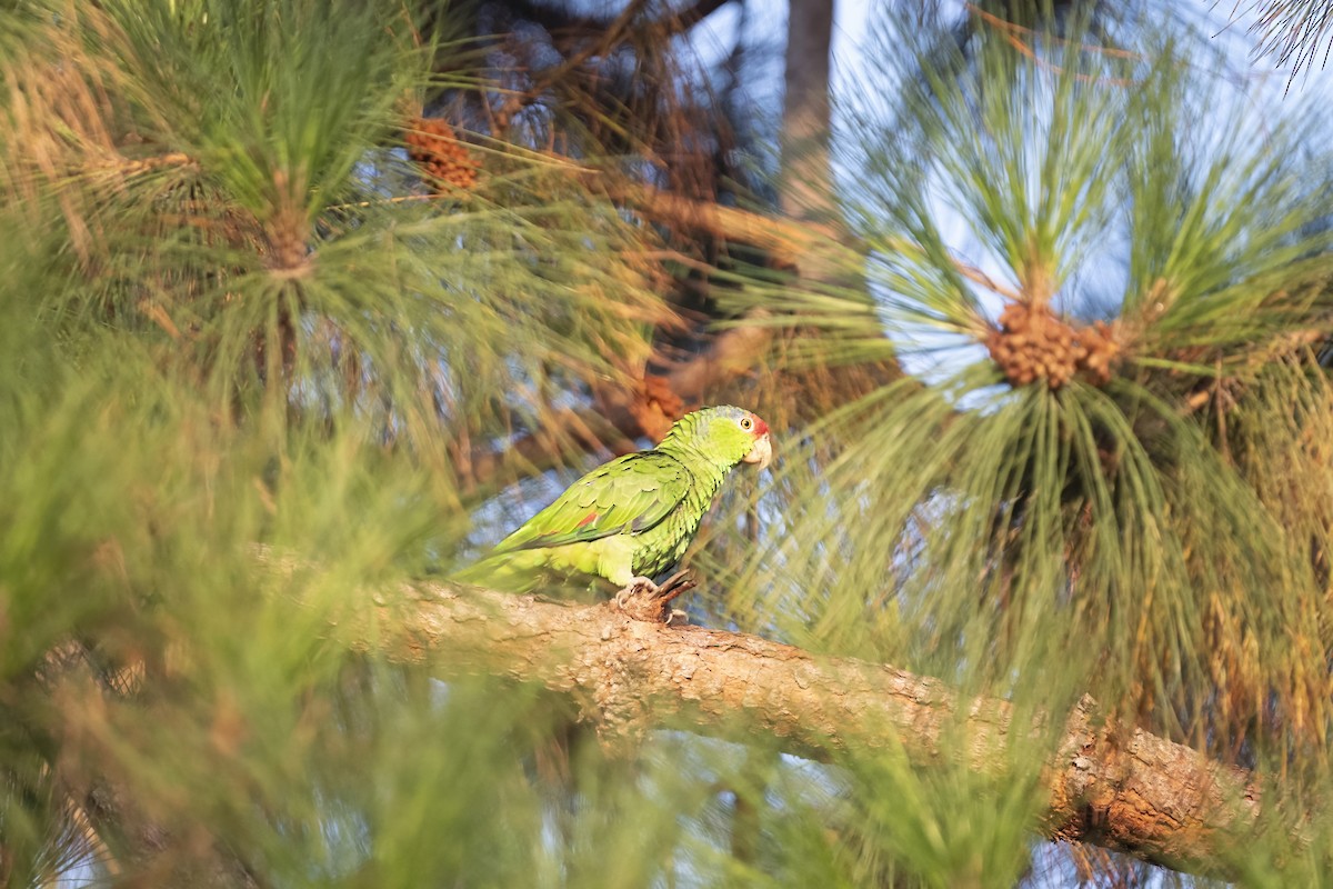 Red-crowned Parrot - ML598127131