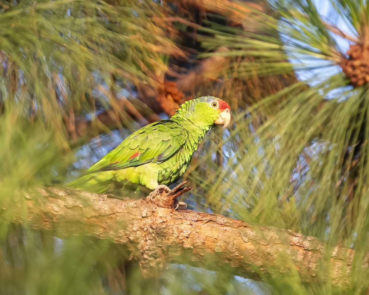 Red-crowned Parrot - ML598127141