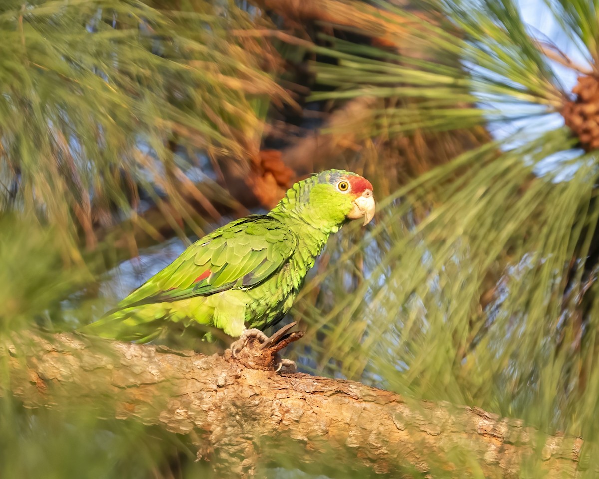 Red-crowned Parrot - ML598127151