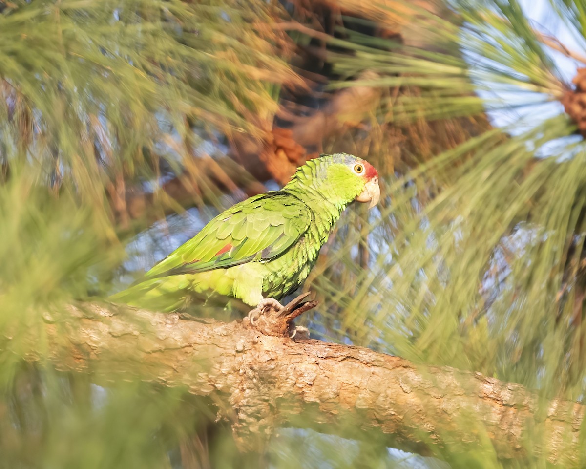 Red-crowned Parrot - RaDel Hinckley