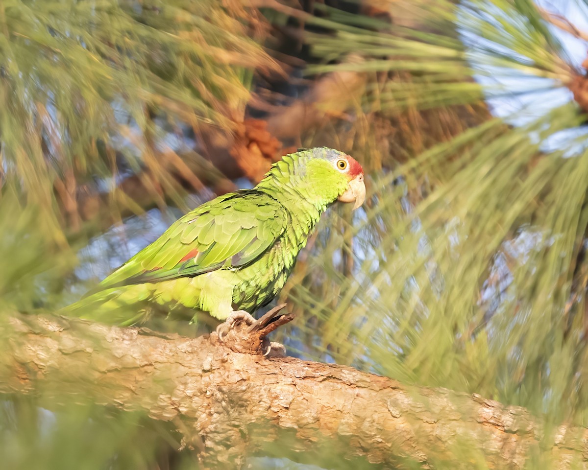 Red-crowned Parrot - ML598127171