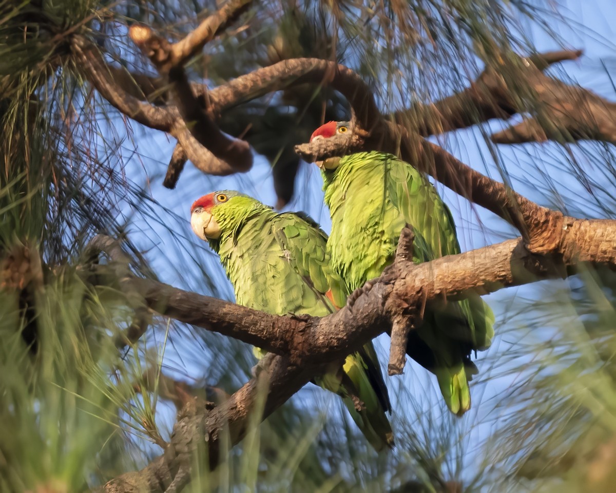 Red-crowned Parrot - ML598127181