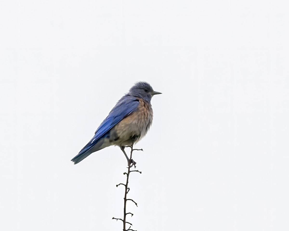 Western Bluebird - RaDel Hinckley