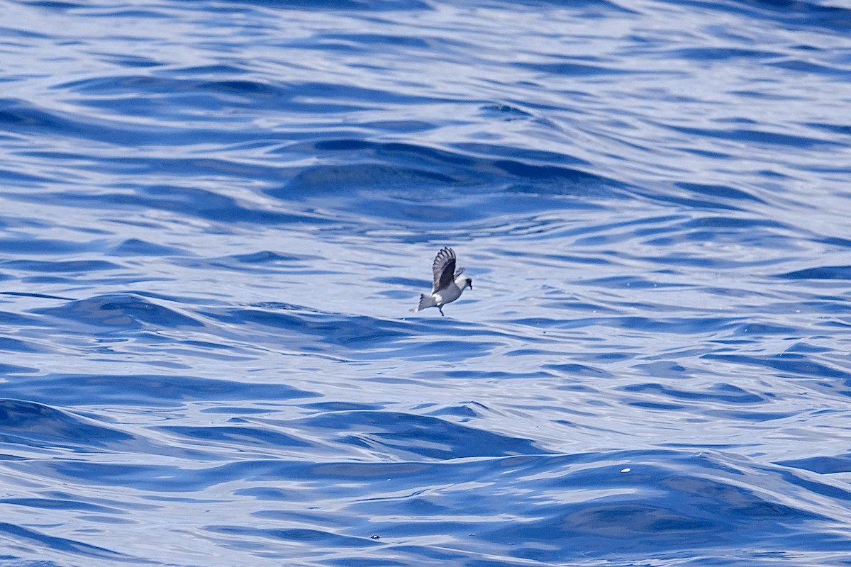 Fork-tailed Storm-Petrel - ML598130541