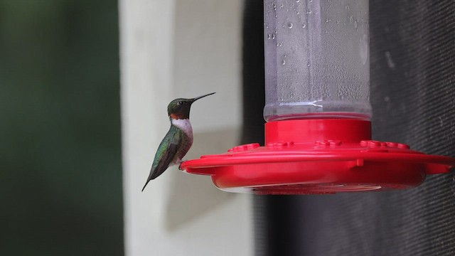 Ruby-throated Hummingbird - ML598131021