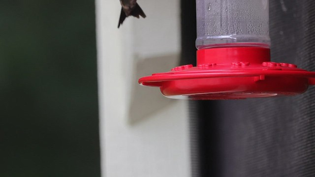 Ruby-throated Hummingbird - ML598131031