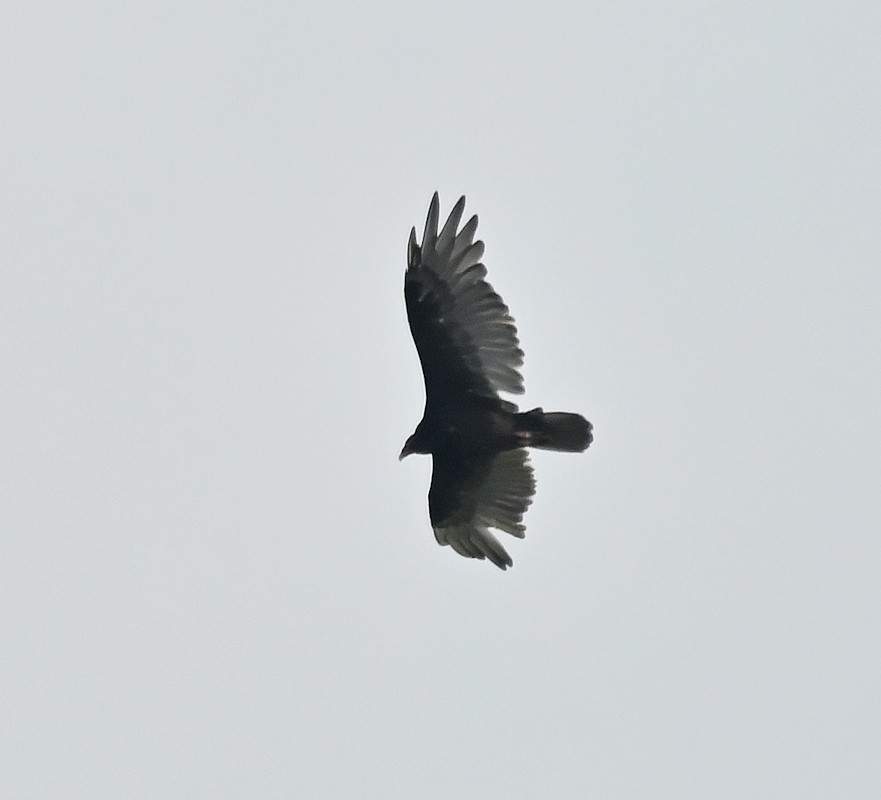 Turkey Vulture - ML598132041