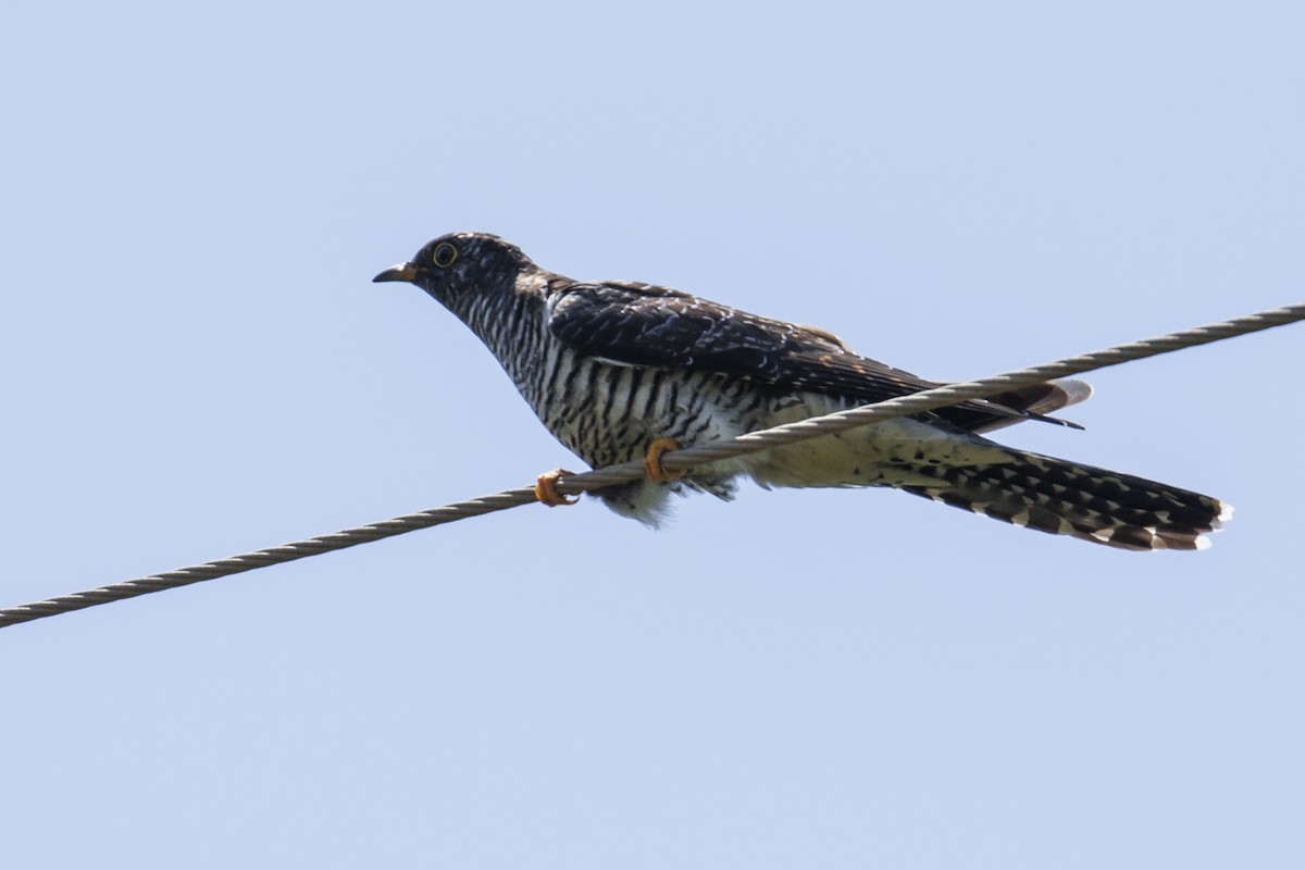 Common Cuckoo - ML598132501