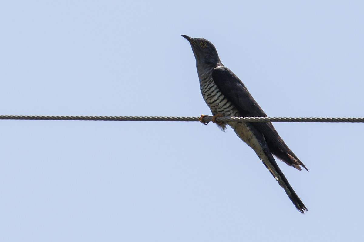 Common Cuckoo - ML598132571