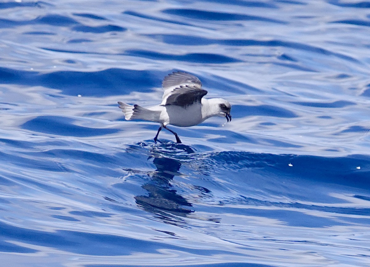 Fork-tailed Storm-Petrel - ML598133191