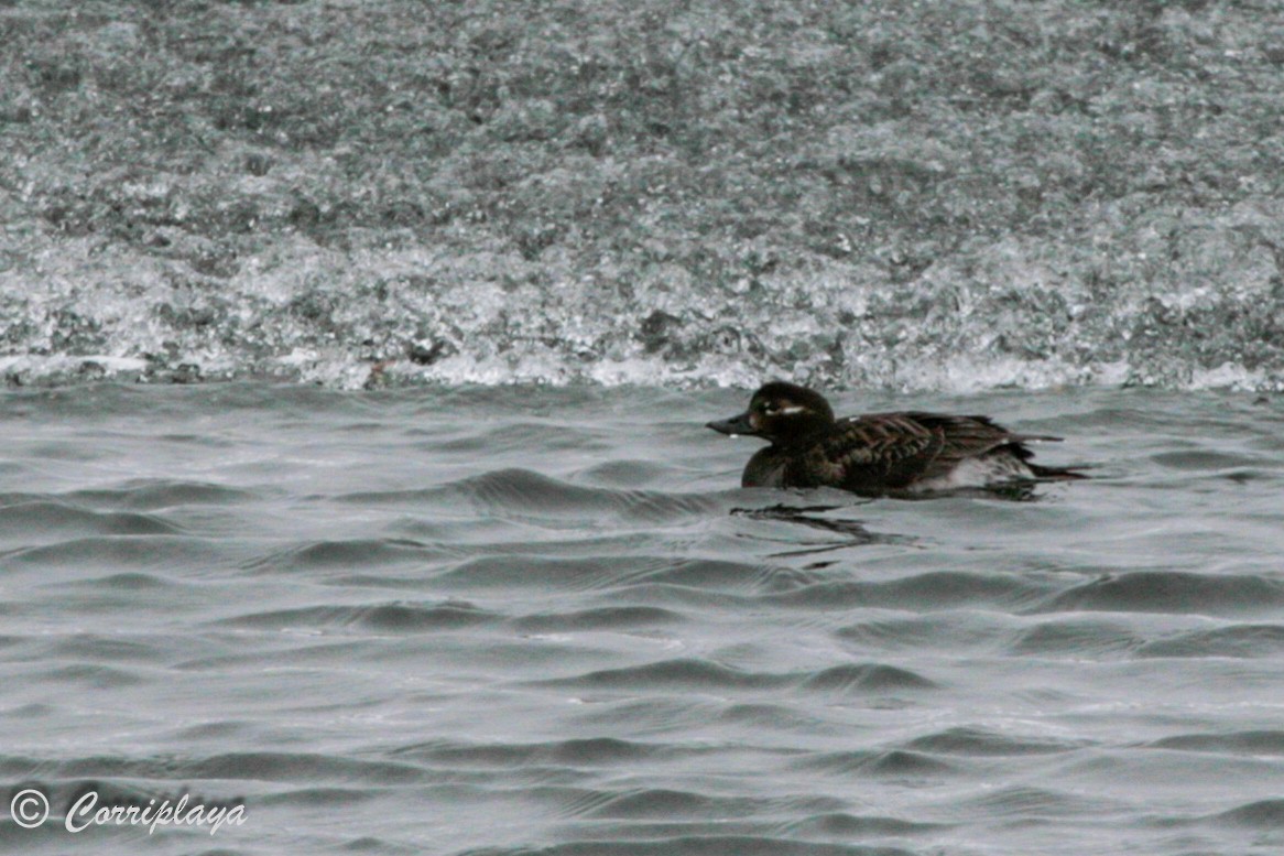 Long-tailed Duck - ML598134741