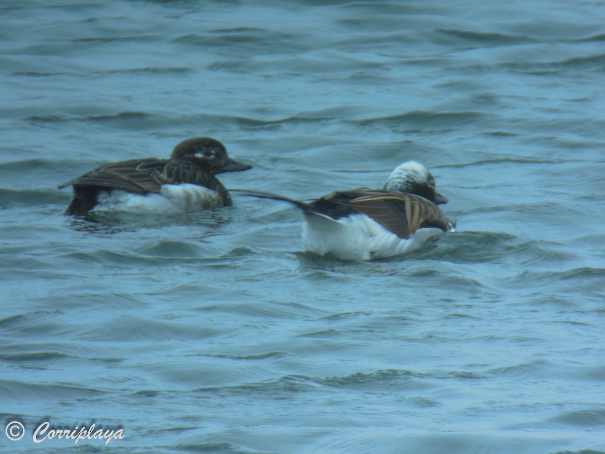 Long-tailed Duck - ML598134751