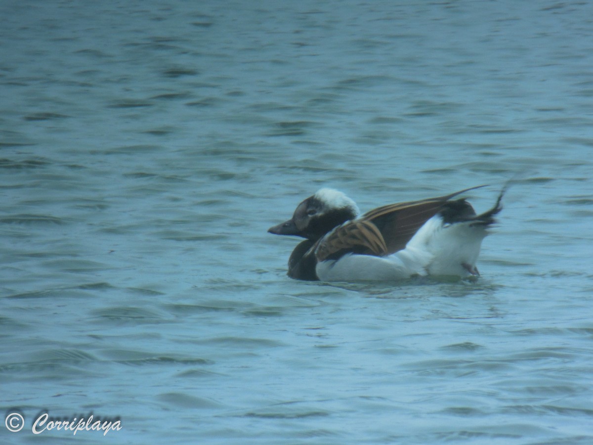 Long-tailed Duck - ML598134761