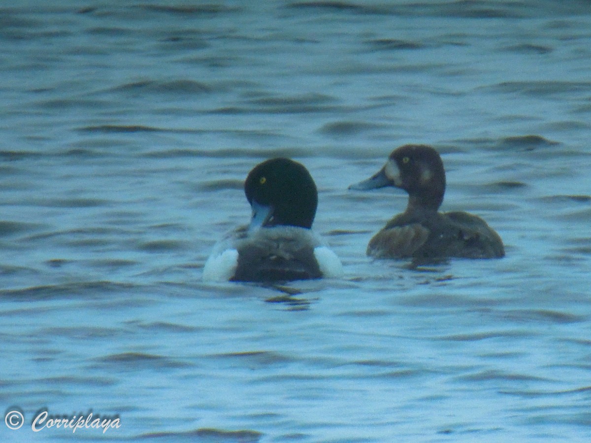 Greater Scaup - ML598134781