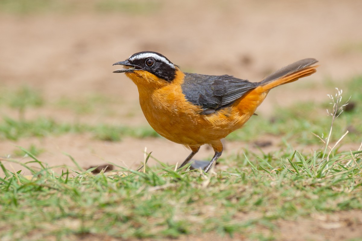 White-browed Robin-Chat - ML598137101