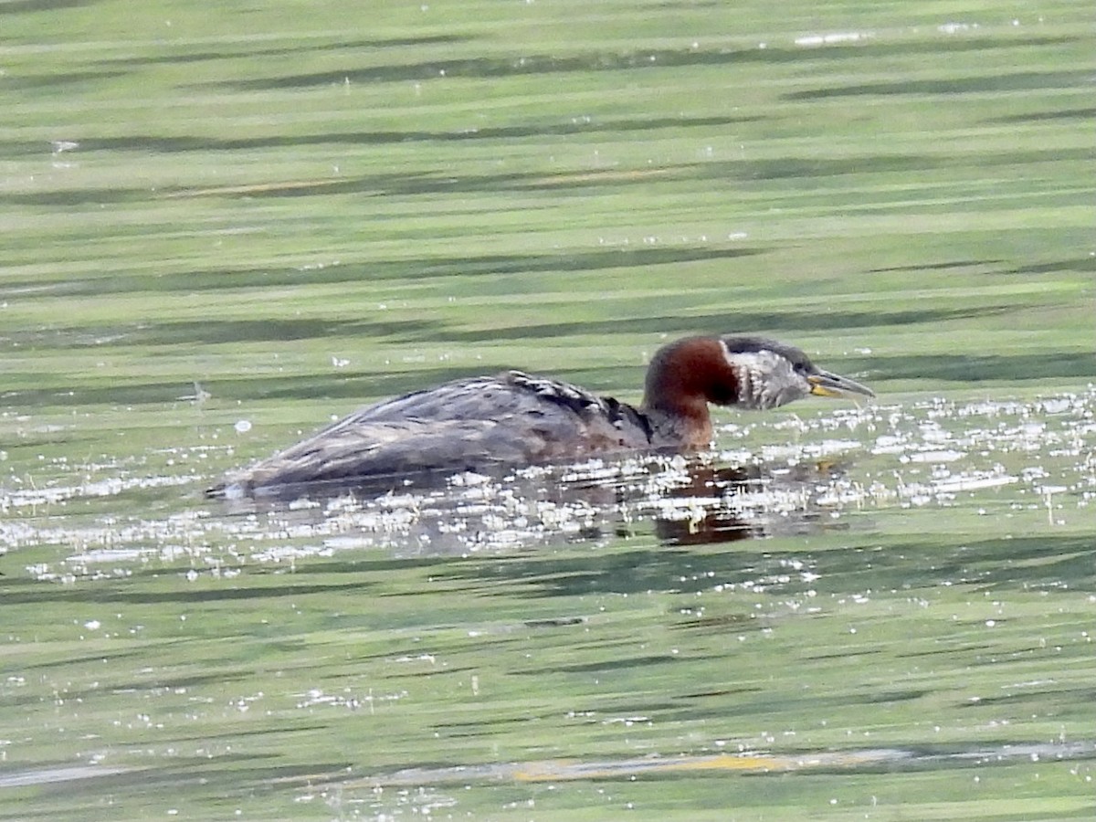 Red-necked Grebe - ML598138641