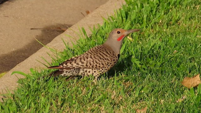 Northern Flicker (Red-shafted) - ML598141051