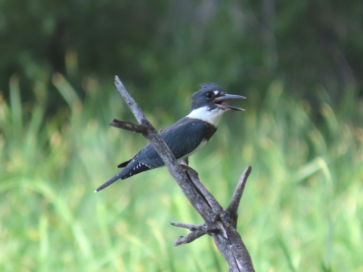 Belted Kingfisher - ML598141071