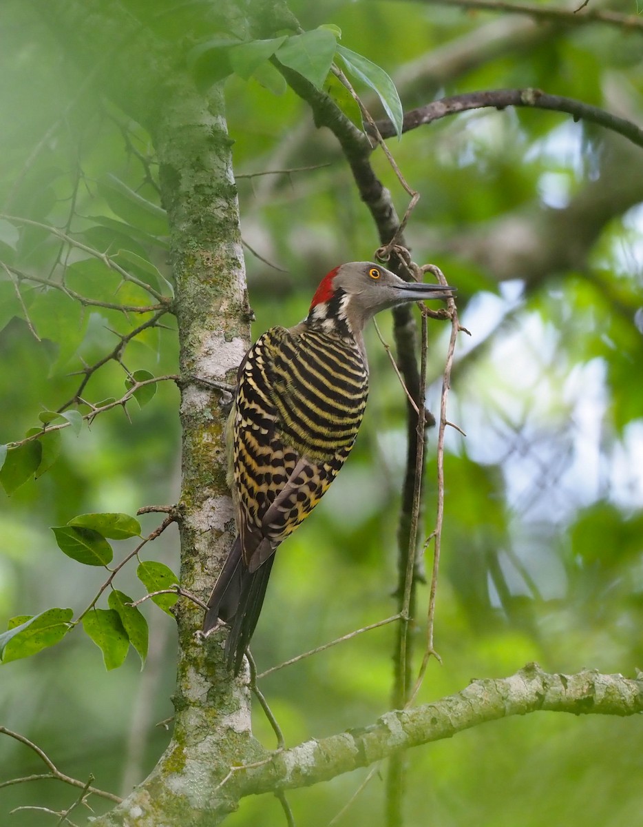 Hispaniolan Woodpecker - ML598143211