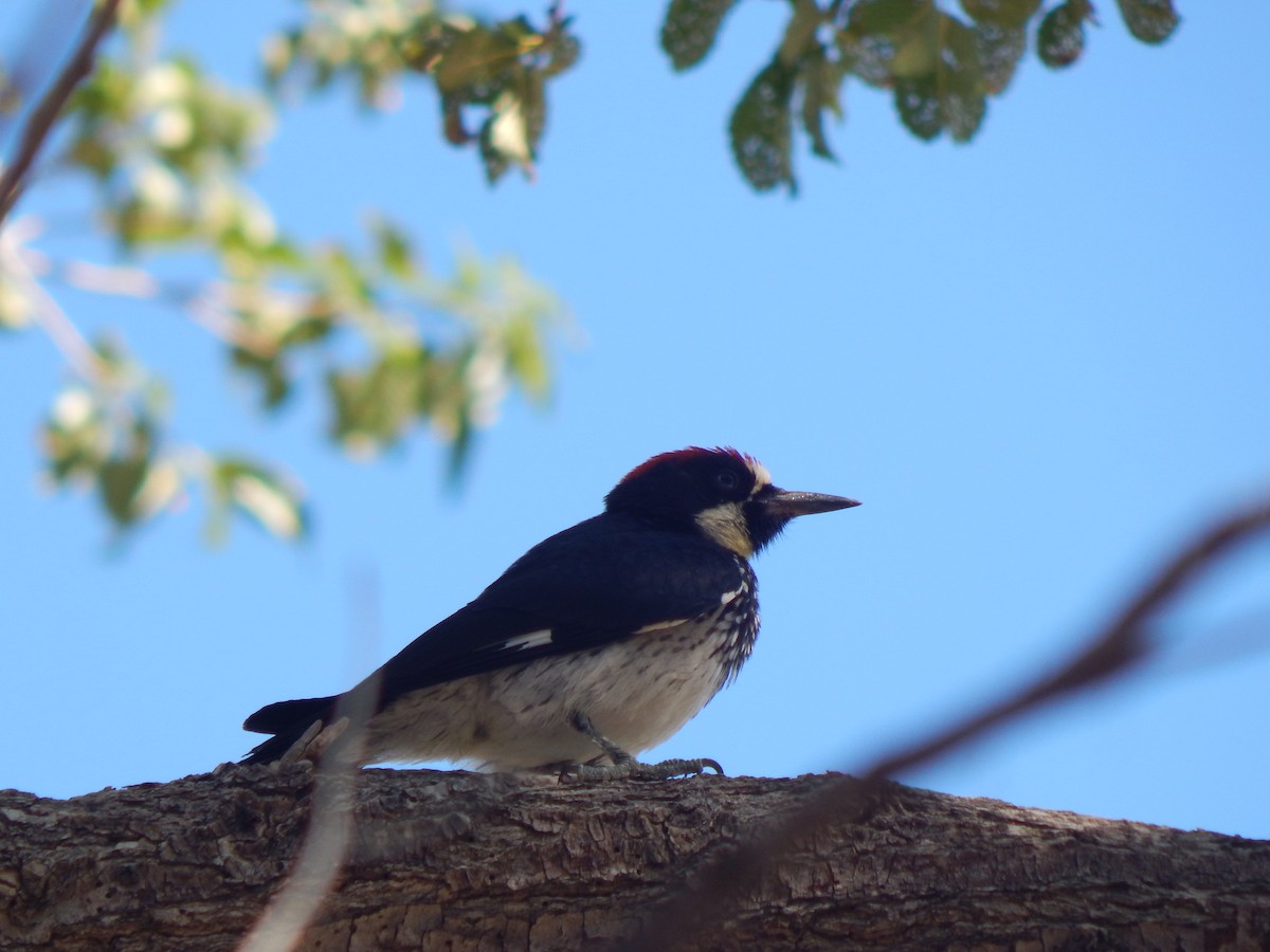 Acorn Woodpecker - ML598144371